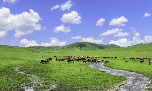 Ulan Mod grassland