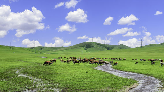 Ulan Mod grassland