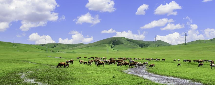 Ulan Mod grassland