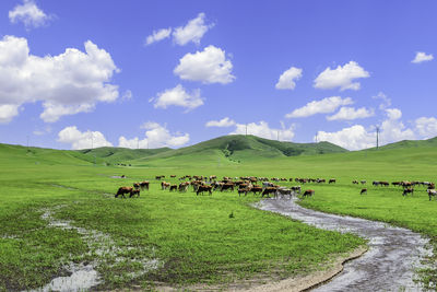 Ulan Mod grassland