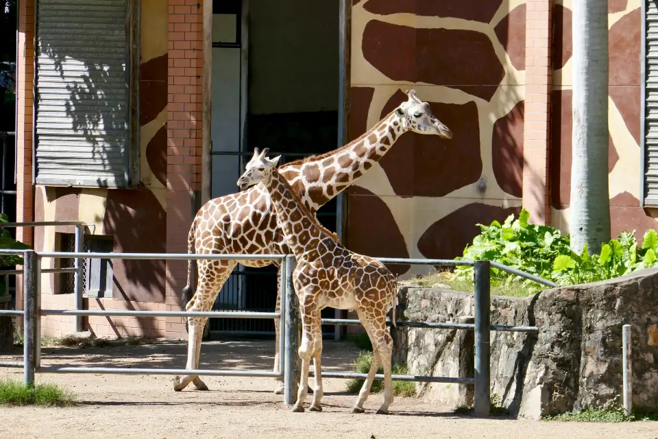 4_Guangzhou Zoo