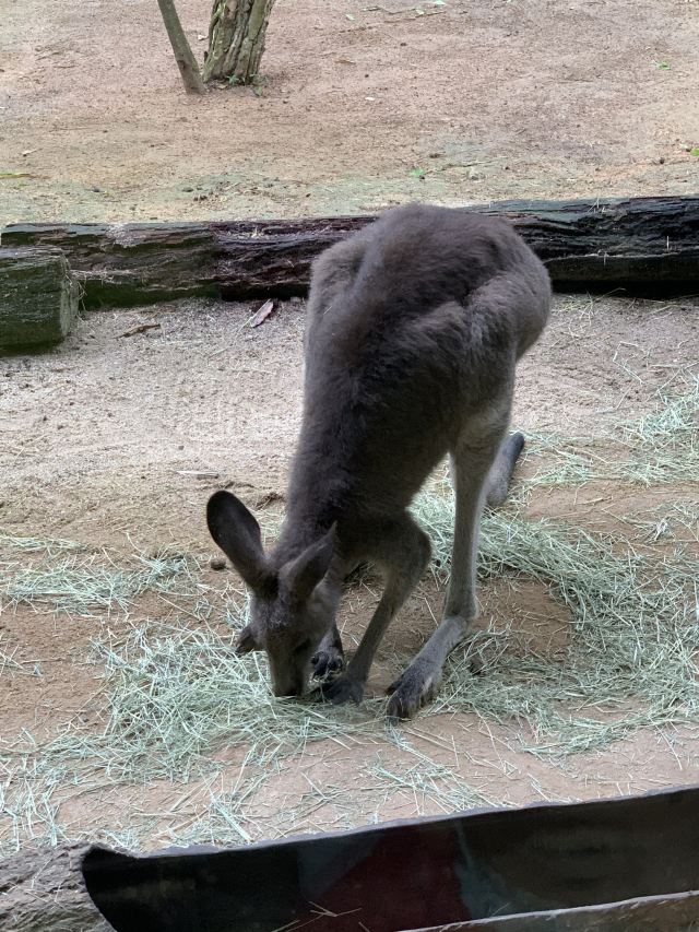 Singapore Zoo