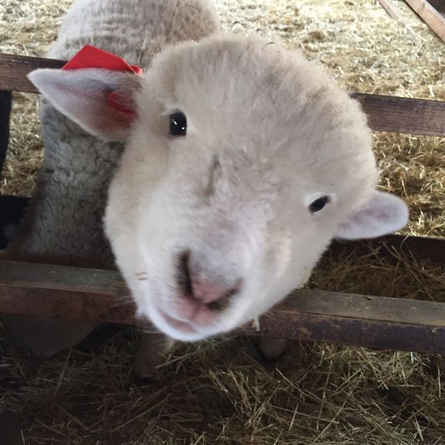 【富士宮】まかいの牧場で動物と遊ぼう