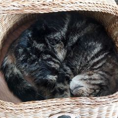 Cat 'n' A Cup Cat Cafe張用戶圖片