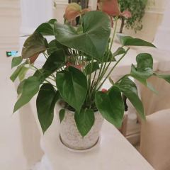 XIAO GUAN YUAN User Photo
