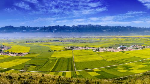 Menyuan Rapeseed Flower Field