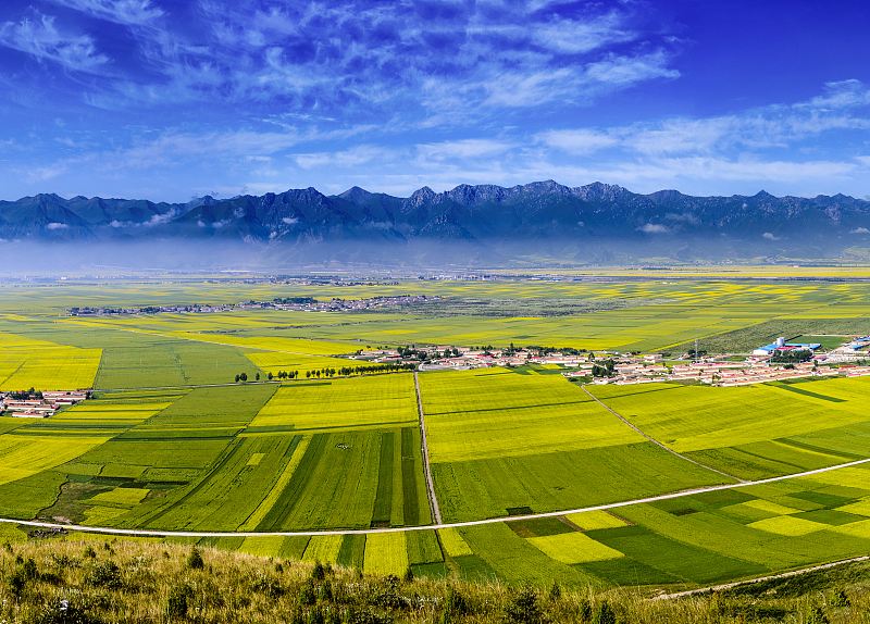 Menyuan Rapeseed Flower Field