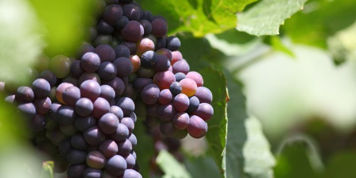Grape Corridor