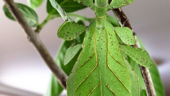 Dongfucheng Botanical Garden