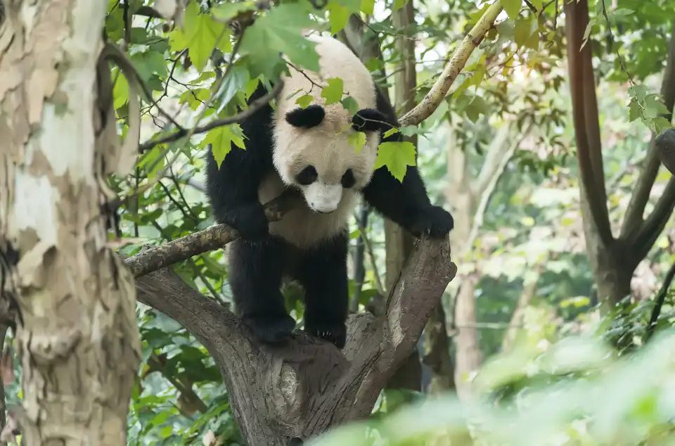 5_Panda Valley