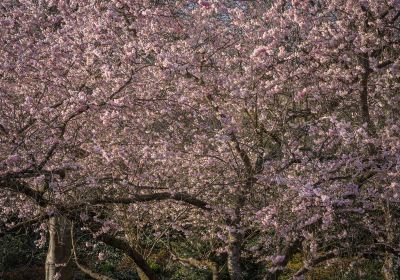 虞姫公園