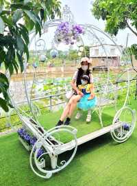 元朗太陽花田櫻花節， 今年的太陽花竟然有這麼多