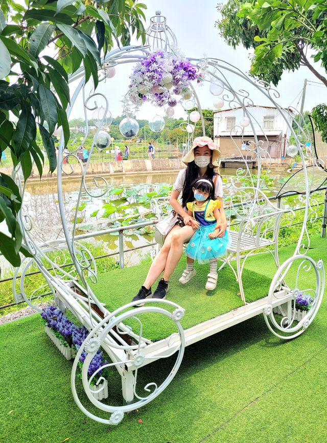 元朗太陽花田櫻花節， 今年的太陽花竟然有這麼多