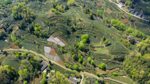 The Xixiang Tea Garden