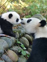 Bifengxia Giant Panda Base