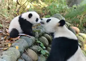 Bifengxia Giant Panda Base