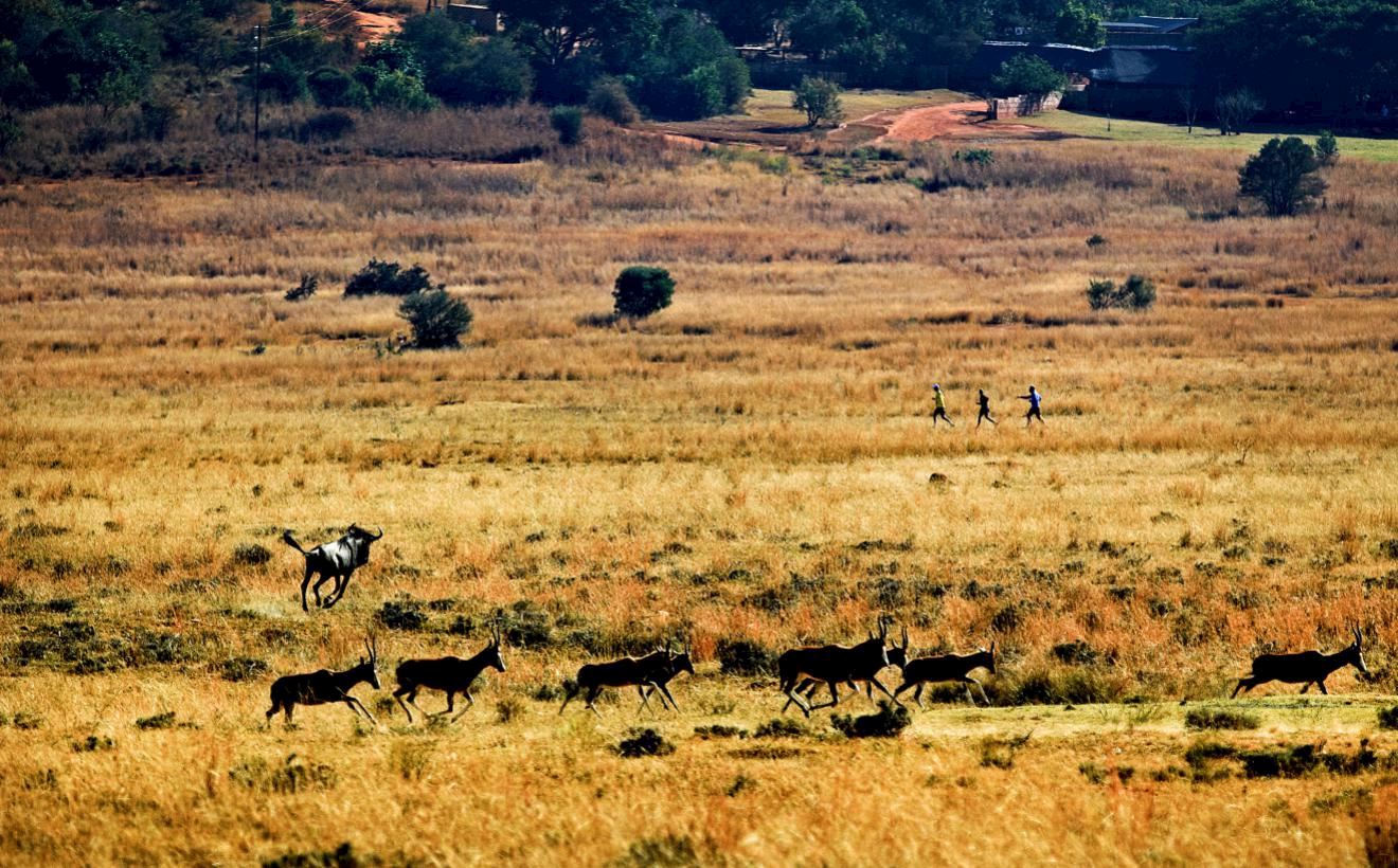 The Big Five Marathon | Far North