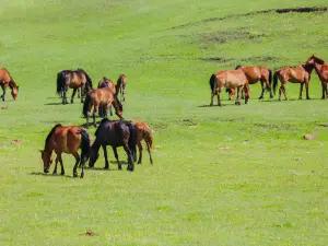 Xilamuren Grassland Zarigema Horse Ranch