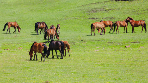 Xilamuren Grassland Zarigema Horse Ranch