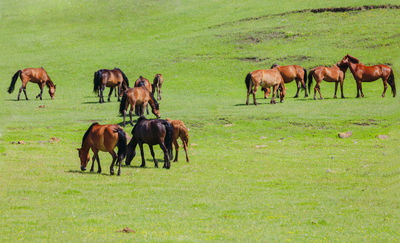 Xilamuren Grassland Zarigema Horse Ranch