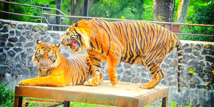 Bandung Zoo