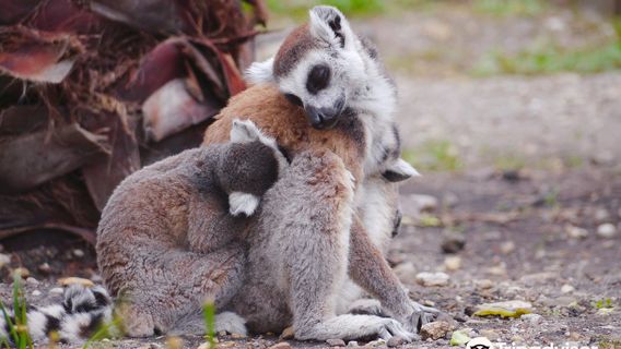 Zoo de Bordeaux Pessac