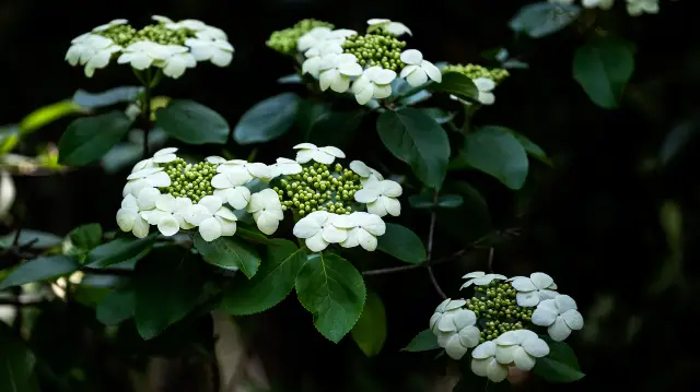 Viburnum Blossom Viewing in Yangzhou