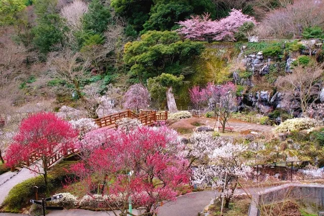 เทศกาลดอกบ๊วยในสวนบ๊วยอะตะมิ | อะตะมิ