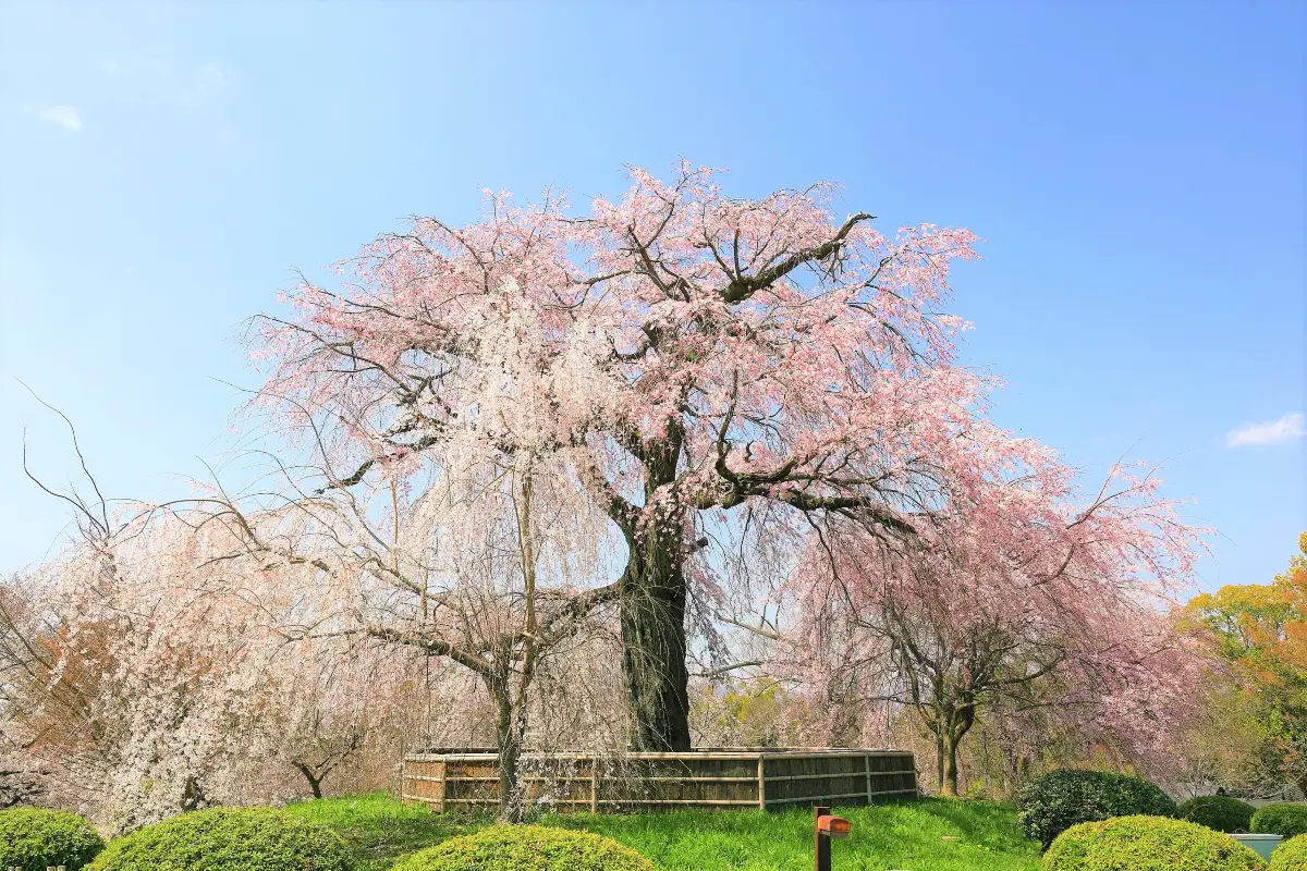 교토 벚꽃 명소