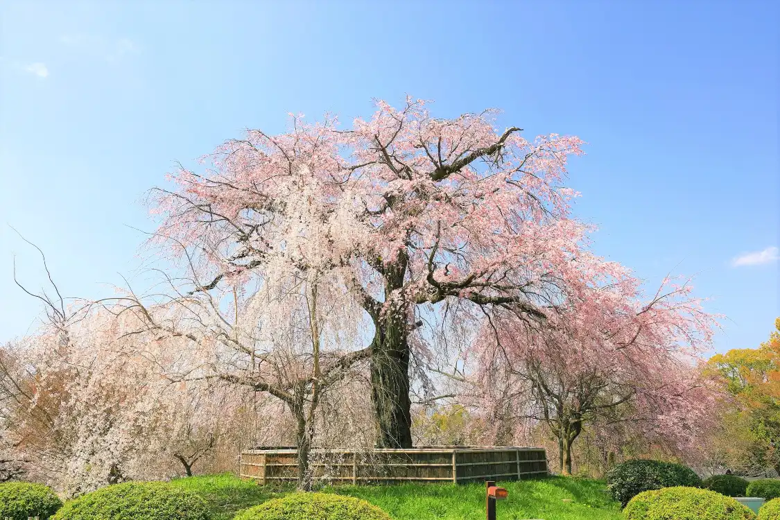 Hotels near Maruyama Park