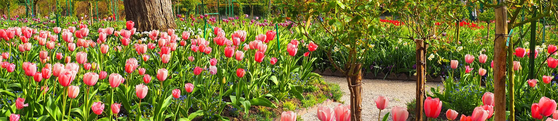 Fioriture Primaverili