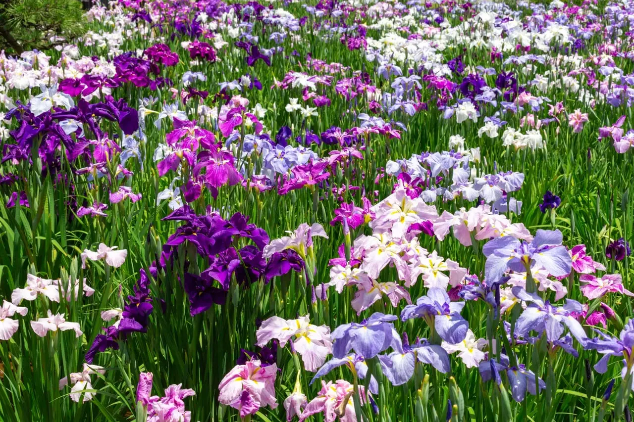 Tobata Iris Festival | Kitakyushu City