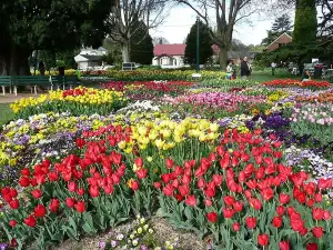 Bowral Tulip Festival