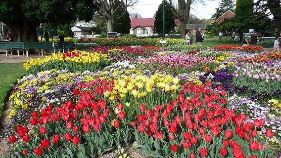 Bowral Tulip Festival