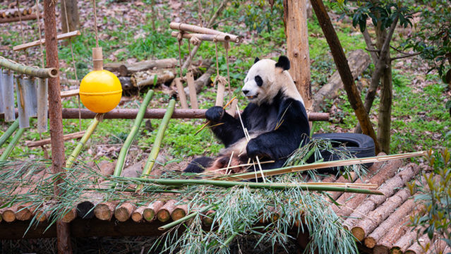 Qianling Mountain Park Guiyang Giant Panda Pavilion