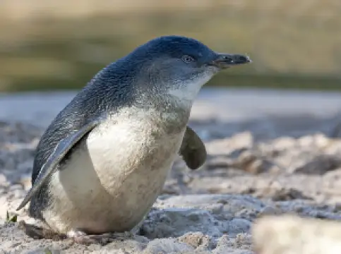 ブルー・ペンギンズ・プケクラ