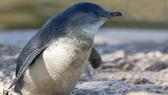 Blue Penguins Pukekura