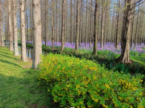 Lizhong Water Forest Scenic Spot