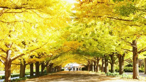 Showa Kinen National Park attraction in Tokyo