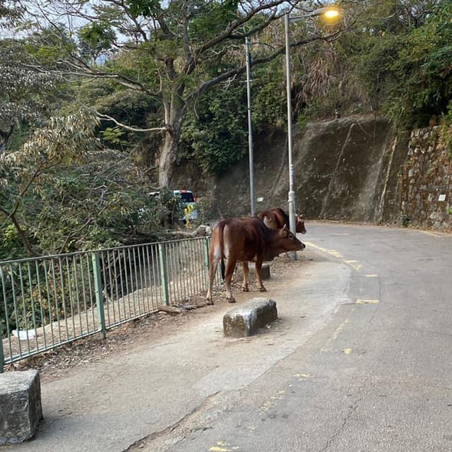城門水塘行山小心俾馬騮搶走雪糕
