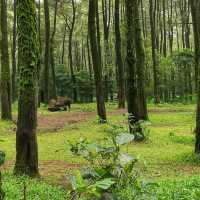 Largest Safari Park in Asia