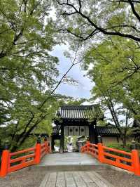 新緑の今宮神社で森林浴