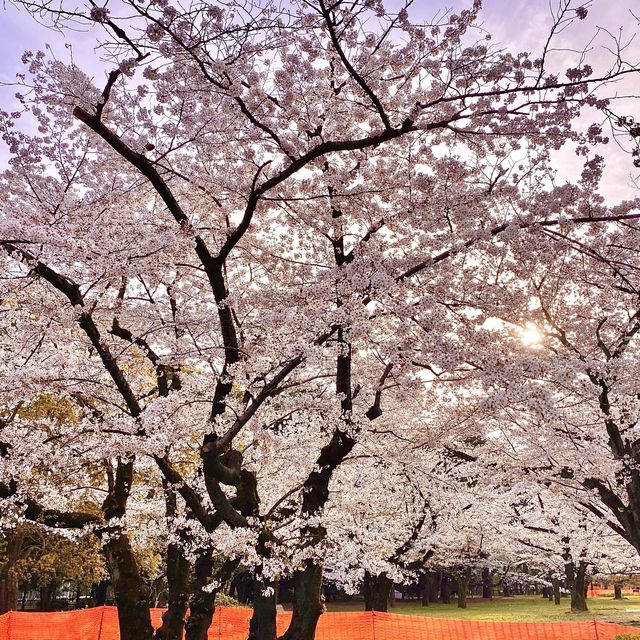 代々木公園の桜