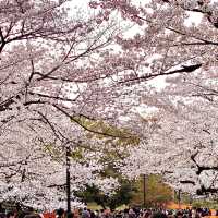 代々木公園の桜