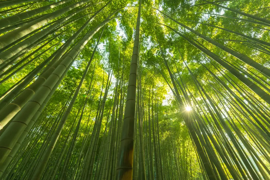 竹林公園