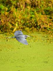 Sungei Buloh Wetland Reserve