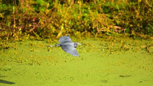 Sungei Buloh Wetland Reserve