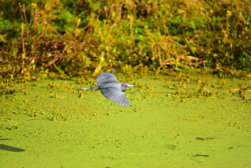 Sungei Buloh Wetland Reserve