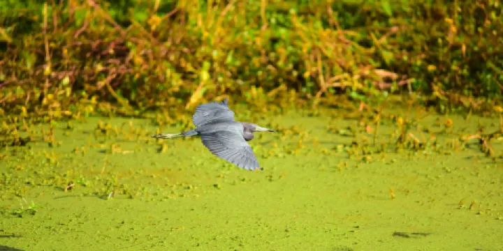 雙溪布洛濕地保護區
