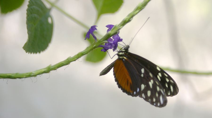 薄荷島：巧克力山+羅博河+眼鏡猴+巴卡容教堂+人工森林一日遊